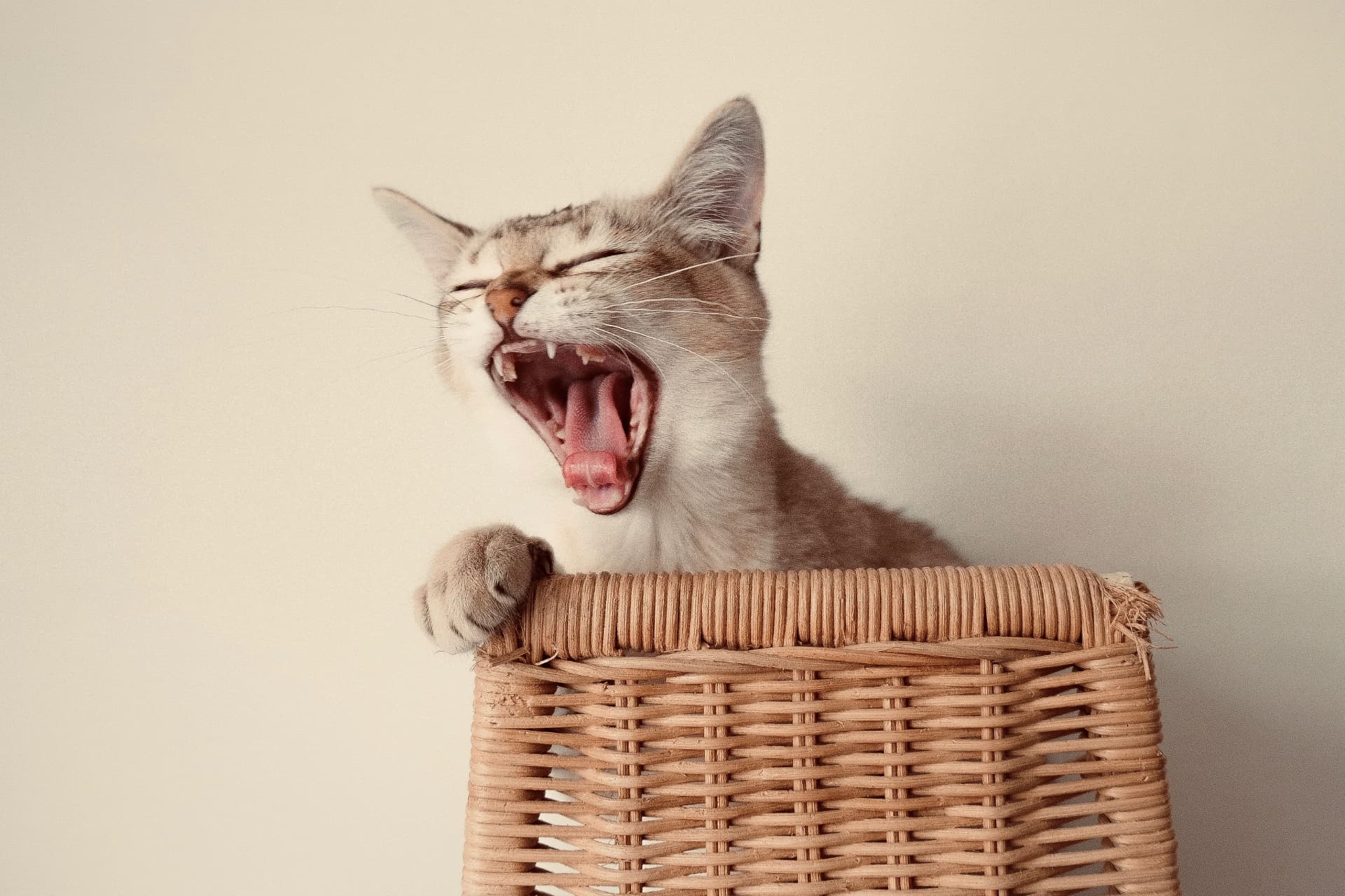 A cat yawning in a wicker basket