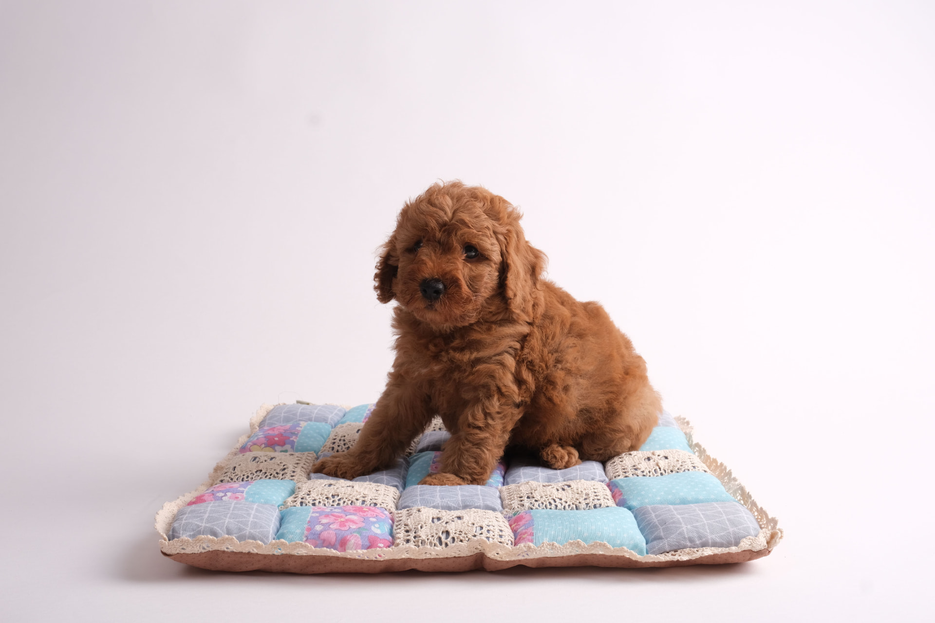 A red goldendoodle puppy sitting on a patchwork blanket