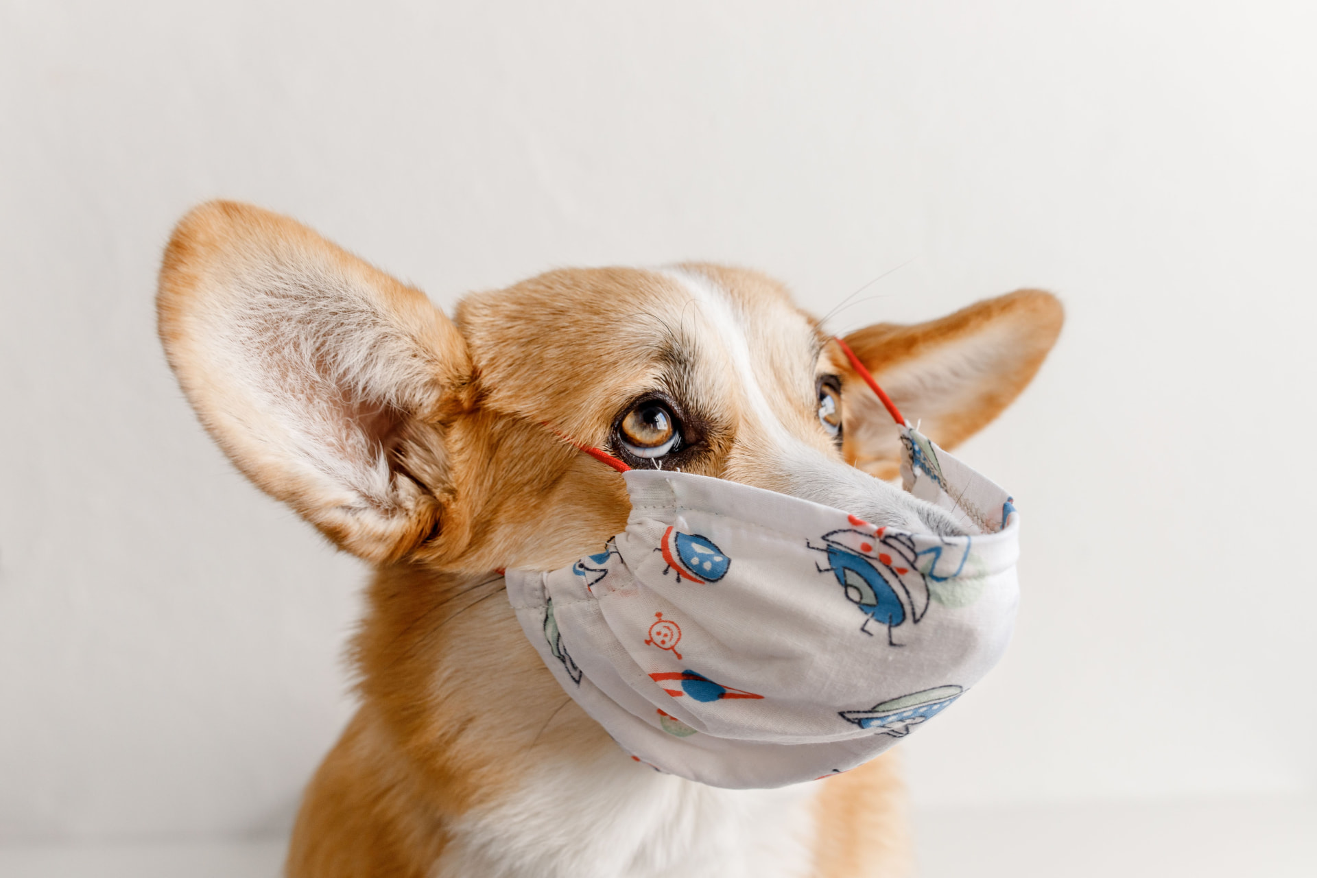 A corgi wearing a patterned face mask at the vet